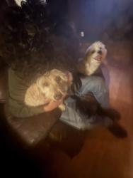Lost Female Dog last seen University and Gibson, Albuquerque, NM 87106