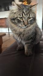Lost Male Cat last seen Across from wild rose Park, Emmett, ID 83617