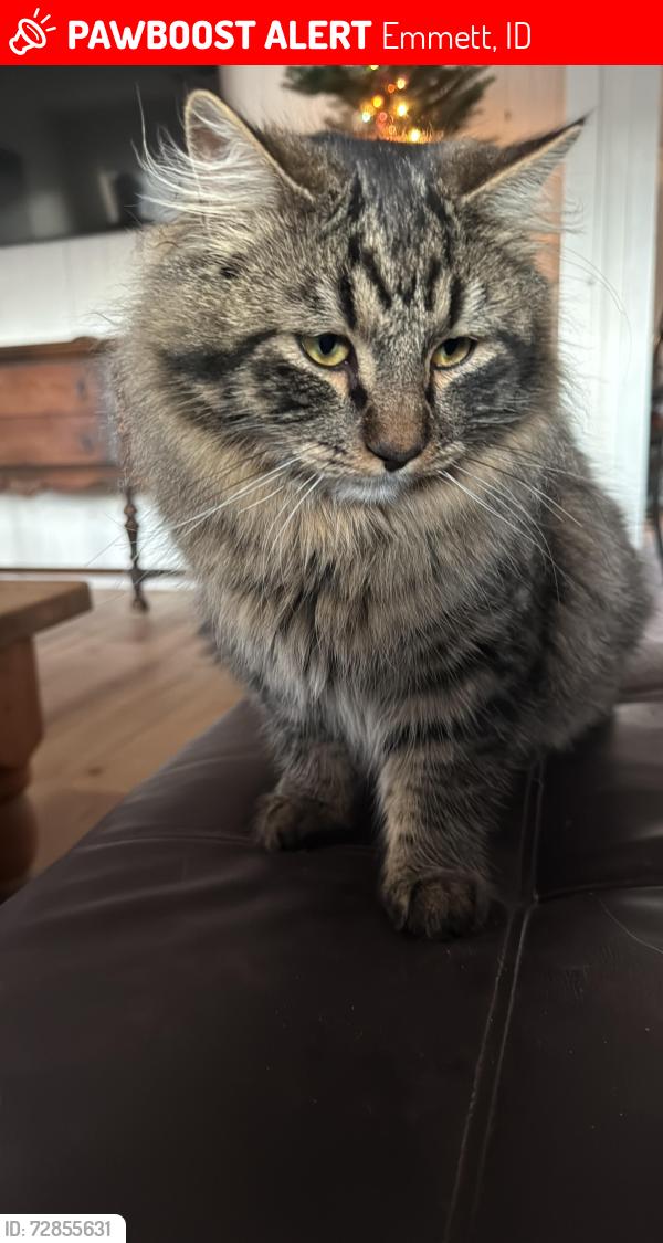 Lost Male Cat last seen Across from wild rose Park, Emmett, ID 83617