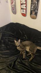 Lost Male Cat last seen sun ridge area , El Paso, TX 79928