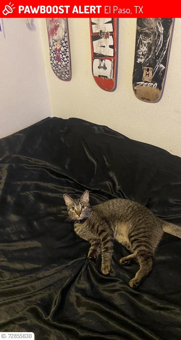 Lost Male Cat last seen sun ridge area , El Paso, TX 79928