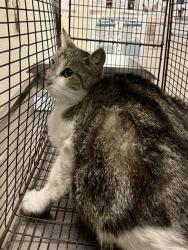 Shelter Stray Female Cat last seen Near BLOCK MYRTLE AVE, LONG BEACH CA, Long Beach, CA 90815