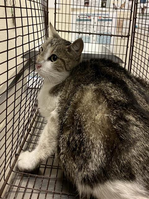 Shelter Stray Female Cat last seen Near BLOCK MYRTLE AVE, LONG BEACH CA, Long Beach, CA 90815
