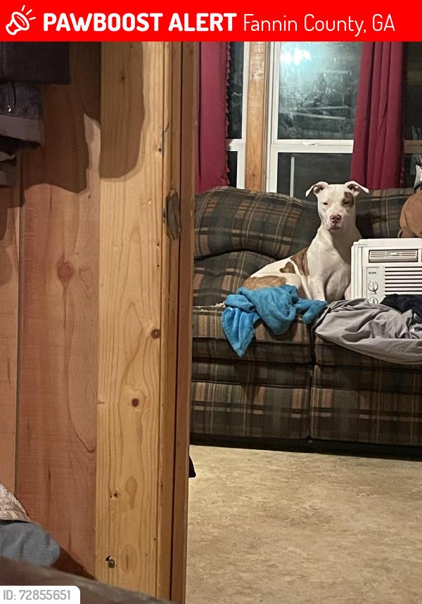 Lost Female Dog last seen Lickset rd, Fannin County, GA 30555