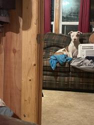 Lost Female Dog last seen Lickset rd, Fannin County, GA 30555
