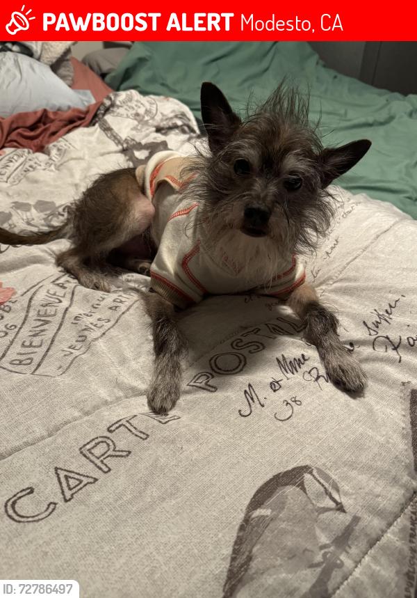 Lost Male Dog last seen Elm / Emerald / Carpenter / Comstock, Modesto, CA 95351
