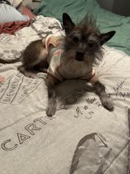 Lost Male Dog last seen Elm / Emerald / Carpenter / Comstock, Modesto, CA 95351