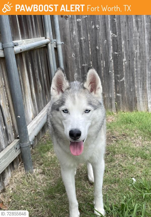 Found/Stray Female Dog last seen Westpoint Blvd and Voltamp Dr near Vista West neighborhood, Fort Worth, TX 76108