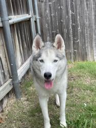 Found/Stray Female Dog last seen Westpoint Blvd and Voltamp Dr near Vista West neighborhood, Fort Worth, TX 76108