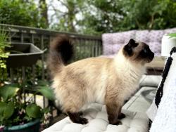 Lost Female Cat last seen Near E 7th Avenue, Vancouver, BC V5T 1N9