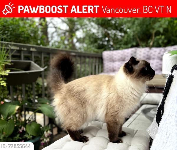 Lost Female Cat last seen Near E 7th Avenue, Vancouver, BC V5T 1N9