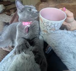 Reunited Female Cat last seen King Hiram/John McMillan/School Rd, Hope Mills, NC 28348