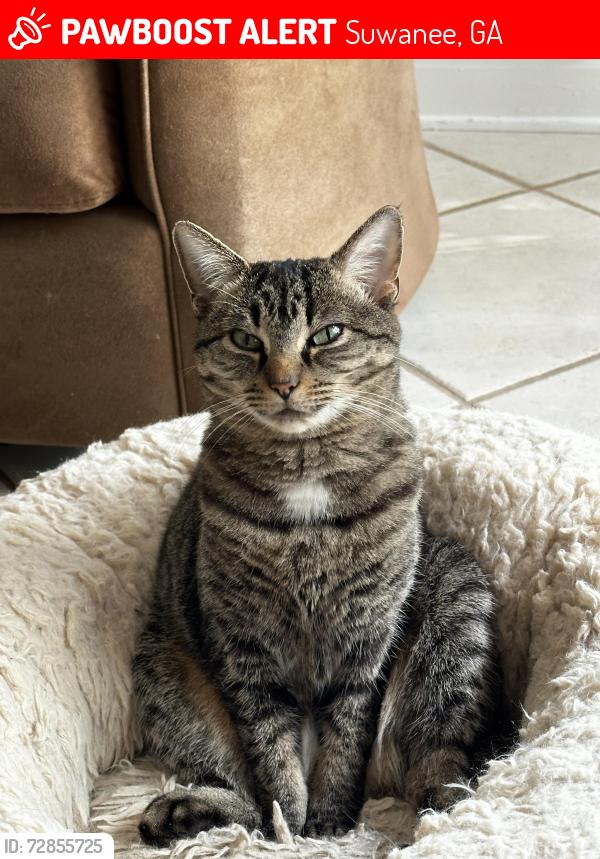 Lost Female Cat last seen Rutherford Place and Olde Atlanta Parkway , Suwanee, GA 30024