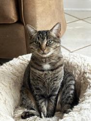 Lost Female Cat last seen Rutherford Place and Olde Atlanta Parkway , Suwanee, GA 30024