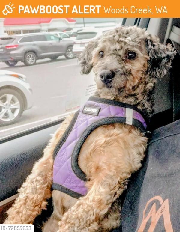 Found/Stray Male Dog last seen Woods Creek Rd & Country Crescent Blvd, Woods Creek, WA 98272