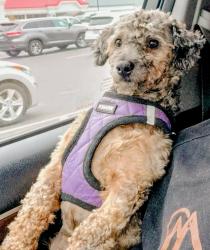Found/Stray Male Dog last seen Woods Creek Rd & Country Crescent Blvd, Woods Creek, WA 98272