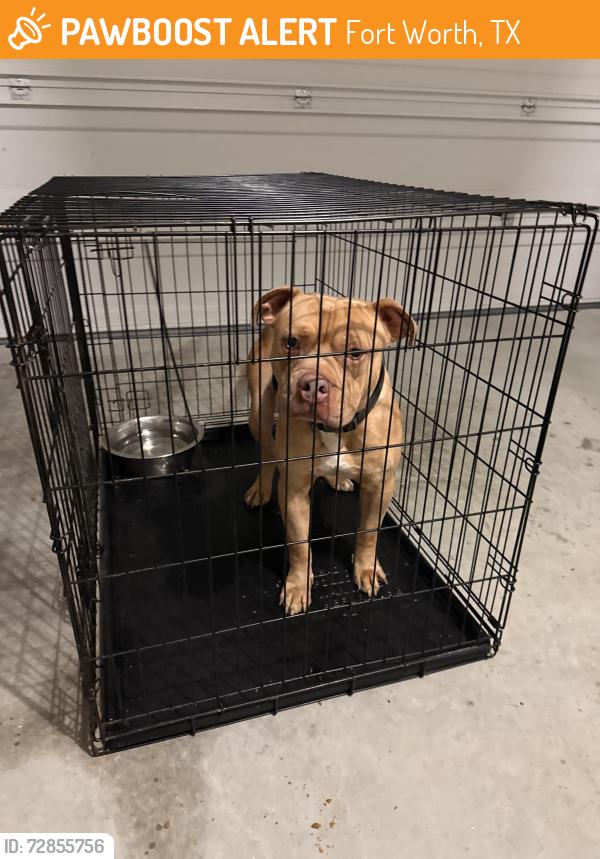 Found/Stray Male Dog last seen Chapel Creek and Amber Ridge, Fort Worth, TX 76108