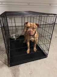 Found/Stray Male Dog last seen Chapel Creek and Amber Ridge, Fort Worth, TX 76108