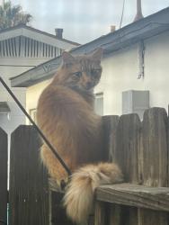 Found/Stray Unknown Cat last seen Monroe , San Diego, CA 92116