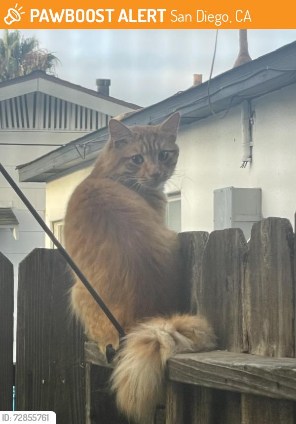 Found/Stray Unknown Cat last seen Monroe , San Diego, CA 92116
