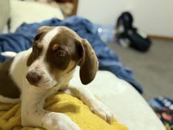 Found/Stray Male Dog last seen Hasty school rd., Thomasville, NC 27360