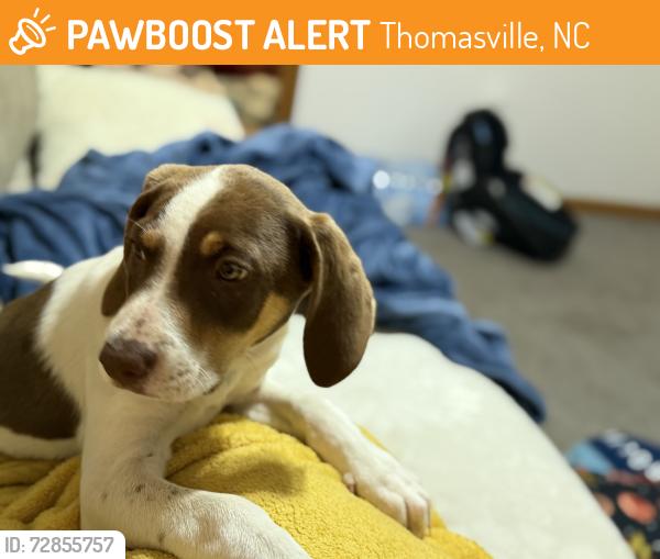 Found/Stray Male Dog last seen Hasty school rd., Thomasville, NC 27360