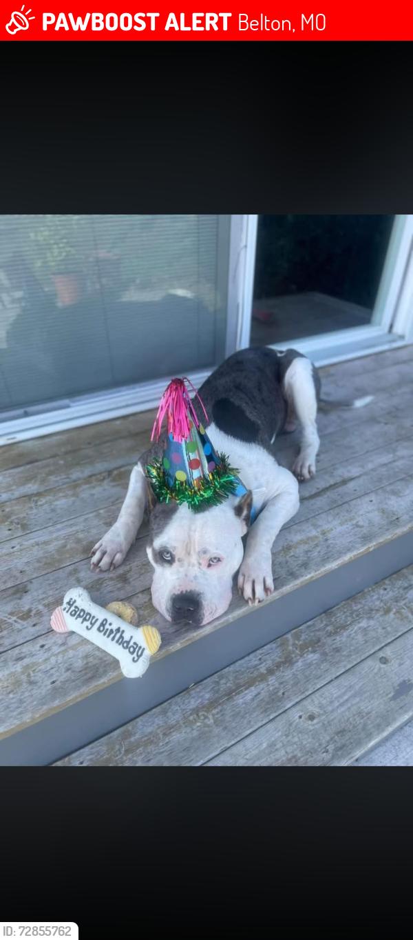Lost Male Dog last seen Mill street, Belton, MO 64012