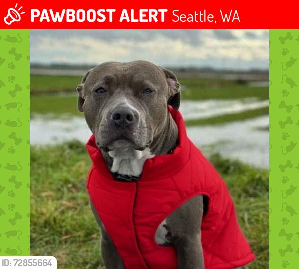 Lost Male Dog last seen S gastation near fauntleroy and Alaska , Seattle, WA 98126