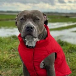 Lost Male Dog last seen S gastation near fauntleroy and Alaska , Seattle, WA 98126