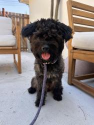 Reunited Female Dog last seen Figueroa and sycamores terrace drive—in front of sycamore grove park. , Los Angeles, CA 90042