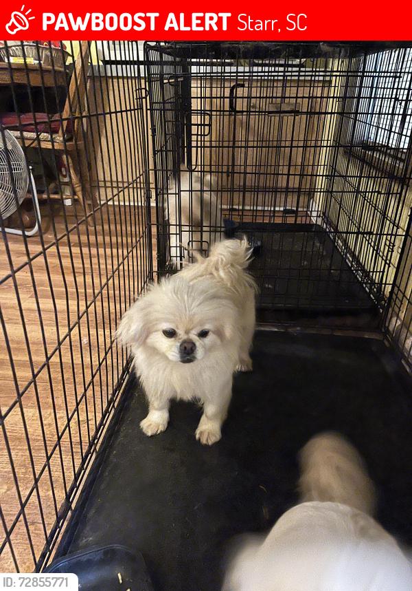 Lost Female Dog last seen First Avenue and Wilton E Hall, Starr, SC 29684