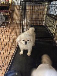 Lost Female Dog last seen First Avenue and Wilton E Hall, Starr, SC 29684