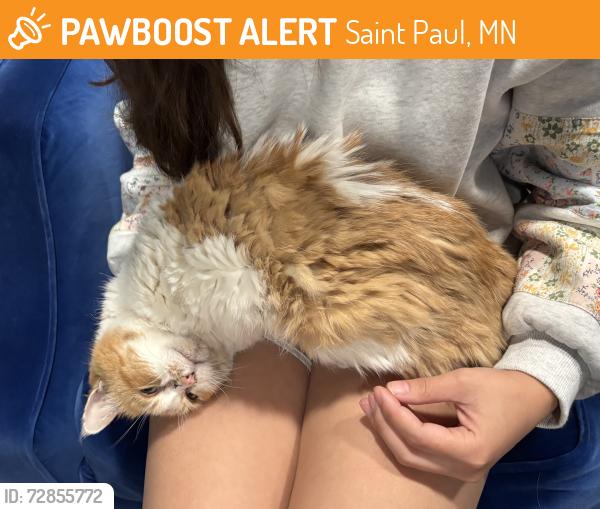 Found/Stray Female Cat last seen Grand and Wheeler Street, Saint Paul, MN 55105