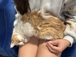 Found/Stray Female Cat last seen Grand and Wheeler Street, Saint Paul, MN 55105