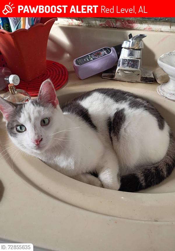 Lost Male Cat last seen By the post office and crystal l springs road/ blue self storage buildings , Red Level, AL 36474