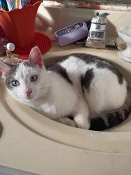 Lost Male Cat last seen By the post office and crystal l springs road/ blue self storage buildings , Red Level, AL 36474