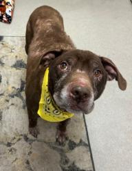Shelter Stray Male Dog last seen Willkinson Drive, 75149, TX, Mesquite, TX 75149