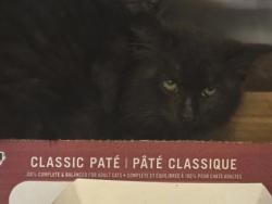 Shelter Stray Female Cat last seen Near Gross Rd, 75149, TX, Mesquite, TX 75149