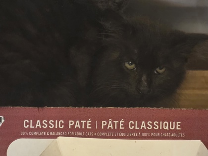 Shelter Stray Female Cat last seen Near Gross Rd, 75149, TX, Mesquite, TX 75149