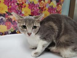 Shelter Stray Female Cat last seen Milton, 43605, OH, Maumee, OH 43537