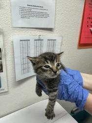 Shelter Stray Male Cat last seen Sacramento, CA 95828, Sacramento, CA 95828