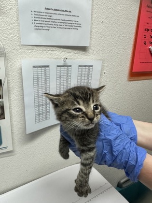 Shelter Stray Male Cat last seen Sacramento, CA 95828, Sacramento, CA 95828