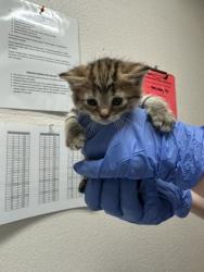 Shelter Stray Female Cat last seen Sacramento, CA 95828, Sacramento, CA 95828