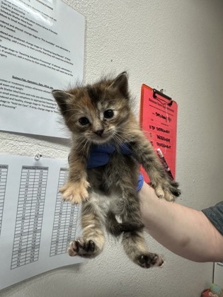 Shelter Stray Female Cat last seen Sacramento, CA 95828, Sacramento, CA 95828