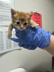 Shelter Stray Male Cat last seen Sacramento, CA 95828, Sacramento, CA 95828