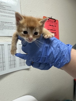 Shelter Stray Male Cat last seen Sacramento, CA 95828, Sacramento, CA 95828
