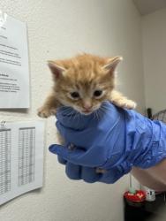 Shelter Stray Female Cat last seen Sacramento, CA 95828, Sacramento, CA 95828