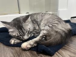Found/Stray Female Cat last seen Mason rd , Houston, TX 77433