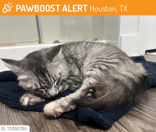 Found/Stray Female Cat last seen Mason rd , Houston, TX 77433