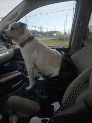 Lost Male Dog last seen Near s Thor st Fred meyers, Spokane, WA 99202